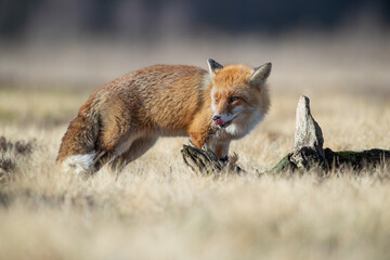 A fox licking itself next to a log