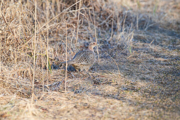 A female pheasant invisible against the background of vegetation