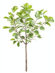 Young Quince Tree with Fresh Green Leaves on White Background