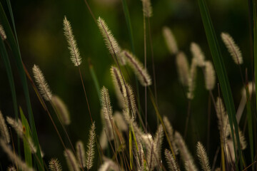 Fototapeta premium grass in the wind on exuberant sunlight