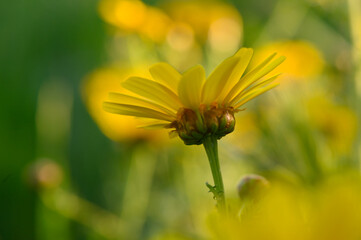 Bright yellow flower swaying gently in the soft breeze of a sunny meadow during the warm afternoon
