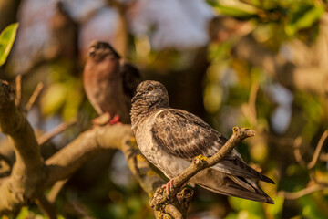 Pigeon