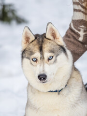 Portrait of the Siberian Husky dog black and white colour with blue eyes in winter.