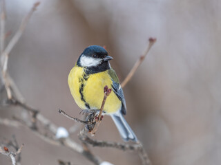Cute bird Great tit, songbird sitting on a branch without leaves in the autumn or winter.