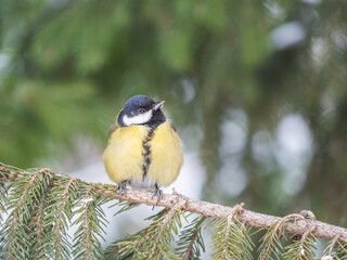 Cute bird Great tit, songbird sitting on the fir branch with snow in winter