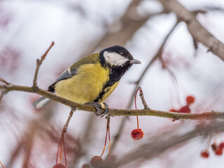Cute bird Great tit, songbird sitting on a branch without leaves in the autumn or winter.