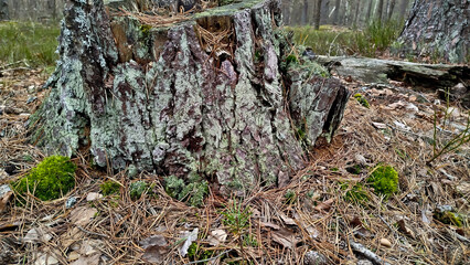 A wild stump grows in the forest. The stump is covered with green moss.
