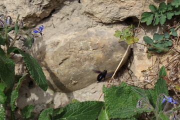 La taille, la couleur sombre et l'aspect robuste de l'insecte en vol à la recherche de fleurs de bourrache correspondent aux abeilles charpentières.
