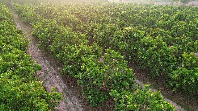 Mango orchards are bearing fruit in the early morning in Thailand.