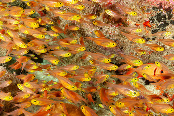 Maldives, Glassfish, Sweepers  (Parapriacanthus ransonneti)