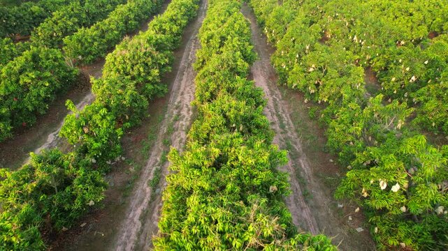 Mango orchards are bearing fruit in the early morning in Thailand.