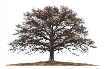 3D Hickory Tree Isolated and White Background
