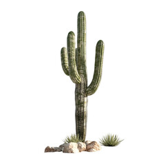 Majestic Desert Cactus Stands Tall Against White Background Evoking Serenity,