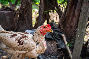 Livestock chickens, Pets for consumption.