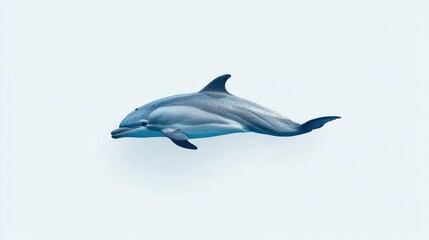 Obraz premium Striped Dolphin Swimming in Clear Water