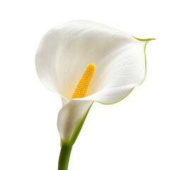 Stunning White Calla Lily - A Floral Masterpiece . Transparent background PNG
