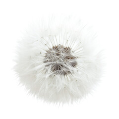 Delicate Dandelion Seed Head . Transparent background PNG