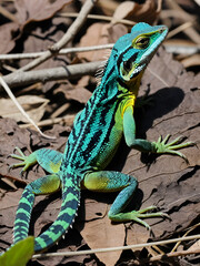 Fototapeta premium Bronchocela jubata, commonly known as the maned forest lizard