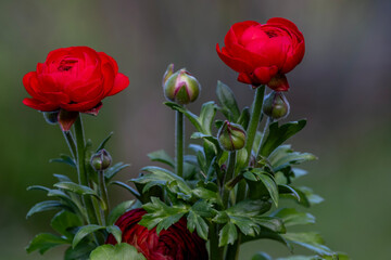 Obraz premium red buttercup in the garden