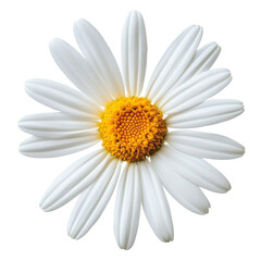 Stunning White Daisy Close-up . Transparent background PNG