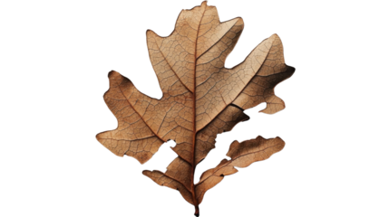 Dried oak leaf showing detailed veins on transparent background