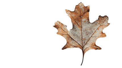 Obraz premium Dried leaf showing veins on transparent background