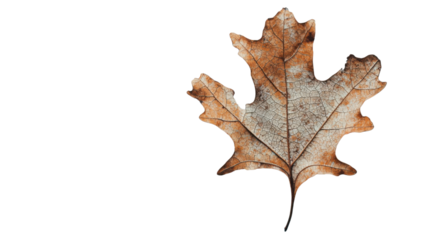 Dried leaf showing veins on transparent background