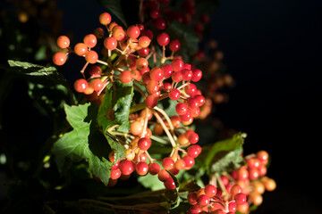 Red viburnum berries in a bouquet on a black background.