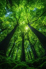 Obraz premium Sunlit green forest canopy, tall trees, lush undergrowth.