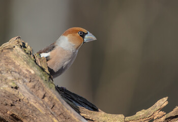The hawfinch - male in winter at a wet forest