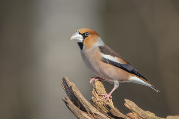The hawfinch - male in winter at a wet forest