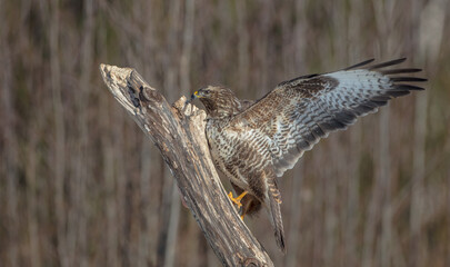 Common Buzzard in winter at a wet forest