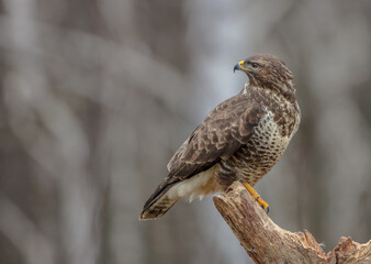 Common Buzzard in winter at a wet forest