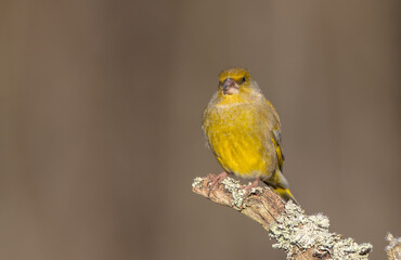European Greenfinch   in winter at a wetland