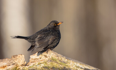 Common blackbird - adult male in winter at a wet forest
