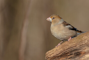 The hawfinch - female in autumn at a wet forest