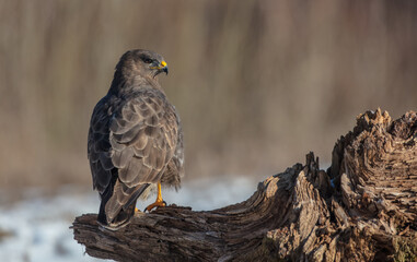 Common Buzzard in winter at a wet forest