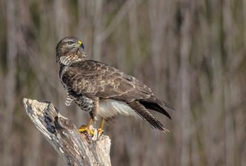 Common Buzzard in winter at a wet forest