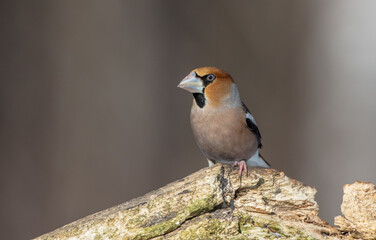Fototapeta premium The hawfinch - male in winter at a wet forest
