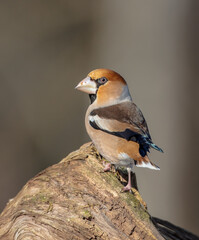 The hawfinch - male in winter at a wet forest