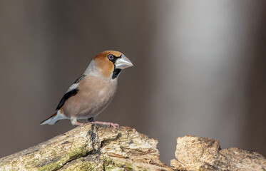 The hawfinch - male in winter at a wet forest