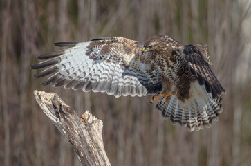 Common Buzzard in winter at a wet forest