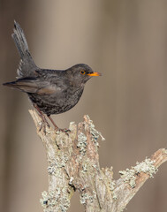 Common blackbird - adult male in winter at a wet forest