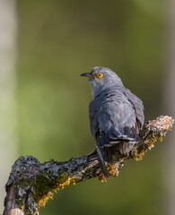 Common cuckoo - in spring at a wet forest