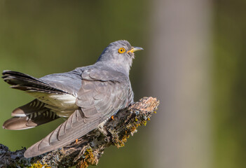 Common cuckoo - in spring at a wet forest