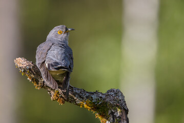 Common cuckoo - in spring at a wet forest