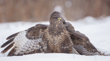 Common Buzzard in winter at a wet forest