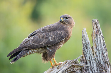 Common Buzzard in spring at a wet forest