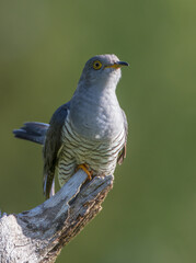 Common cuckoo - in spring at a wet forest