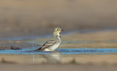 The White Wagtail - adult bird at a seashore on the autumn migration way